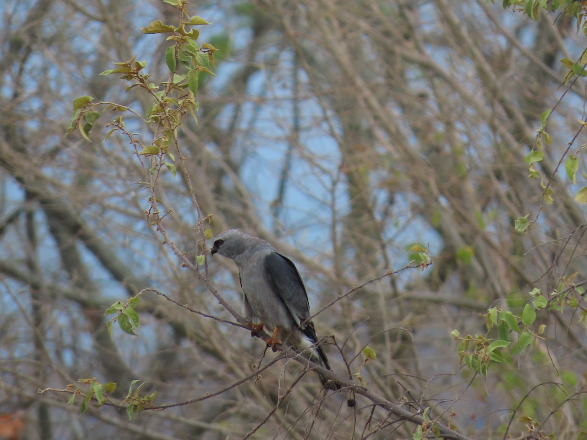 Mississippi Kite - Luis Espinosa