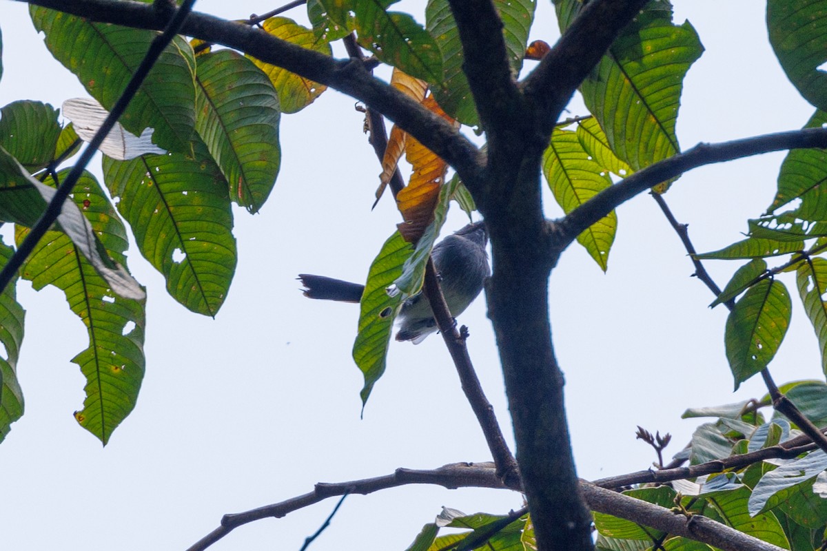 Slate-throated Gnatcatcher - ML609591215