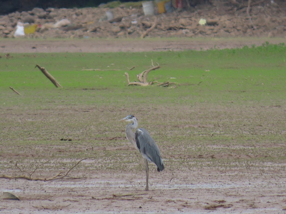 Cocoi Heron - ML609591233