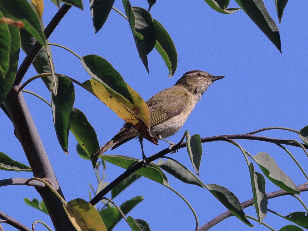 Vireo Ojirrojo - ML609591254