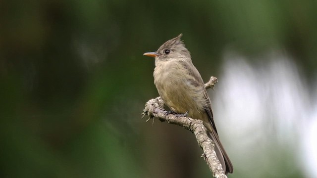 Mexikoschnäppertyrann - ML609591360