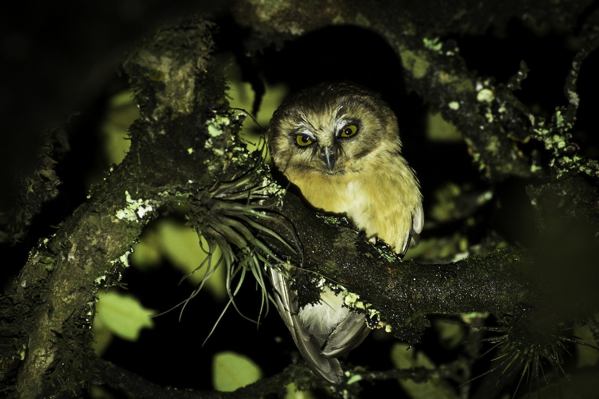 Unspotted Saw-whet Owl - Moises Rodriguez