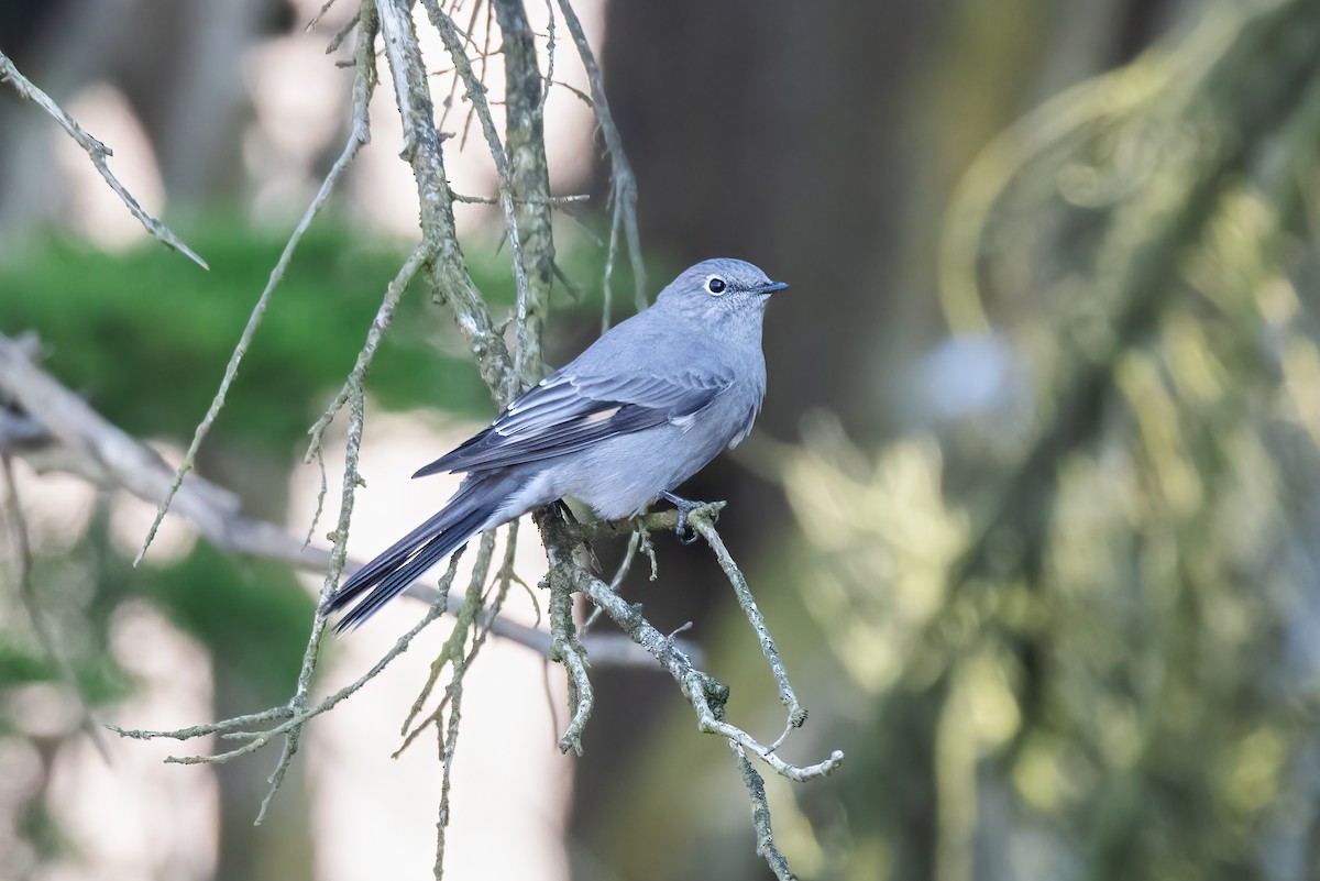 Townsend's Solitaire - ML609591631