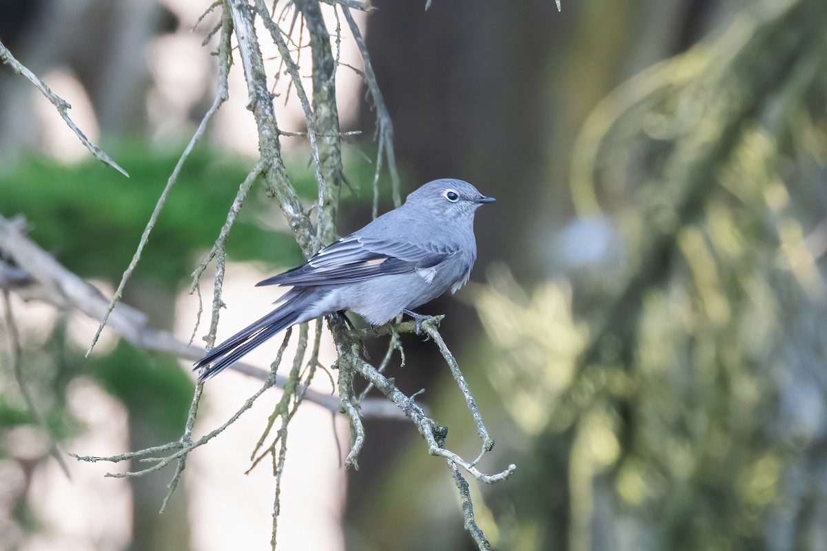 Townsend's Solitaire - ML609591644