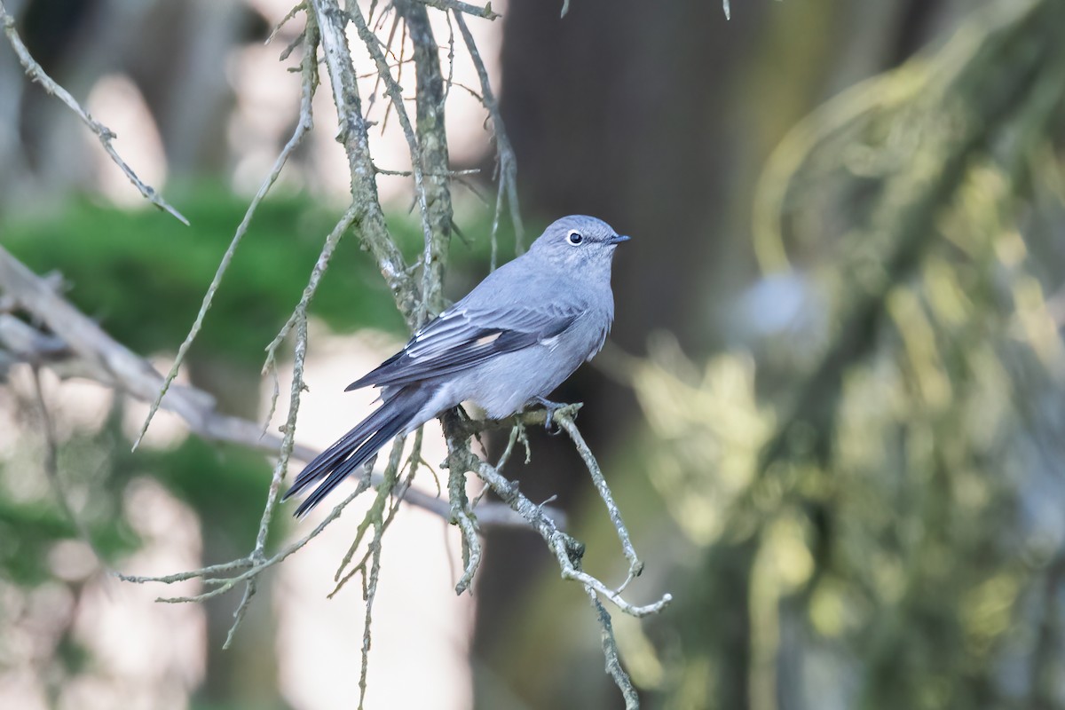 Townsend's Solitaire - ML609591645