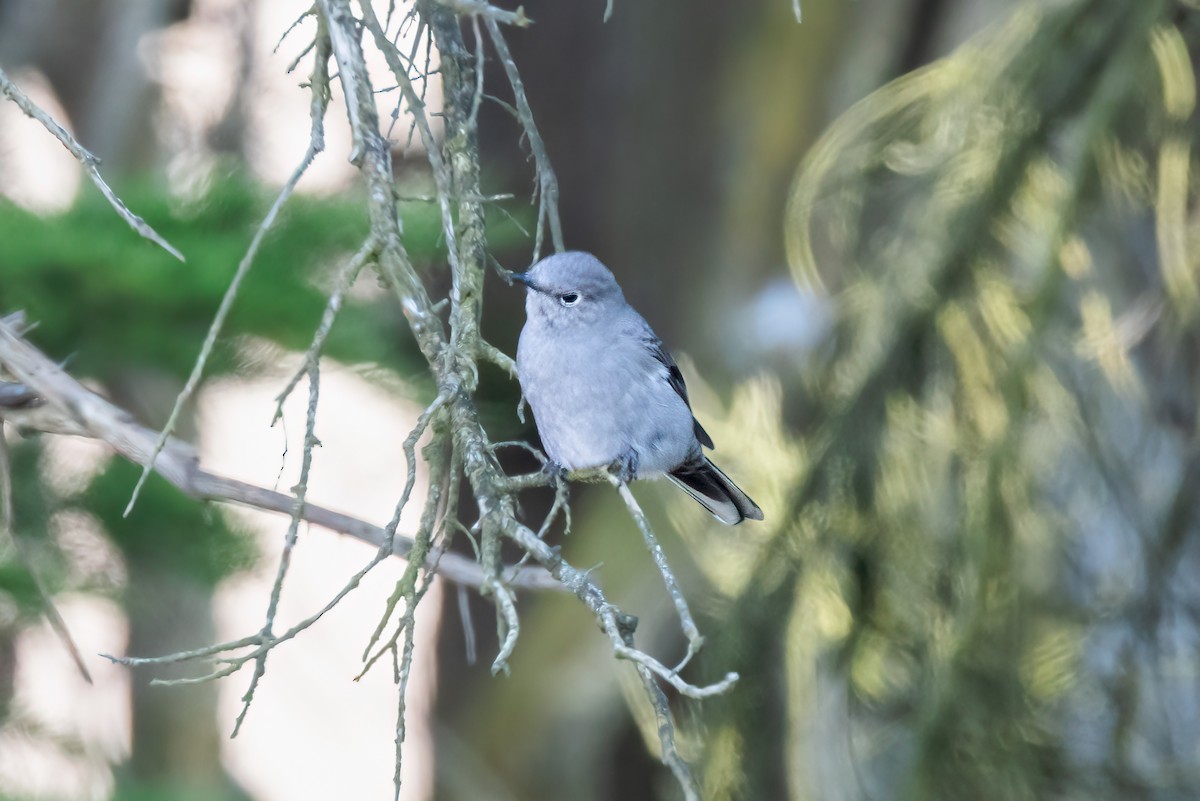 Townsend's Solitaire - Mark Stephenson