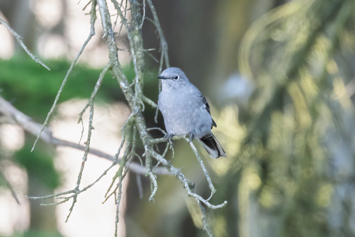 Townsend's Solitaire - ML609591652