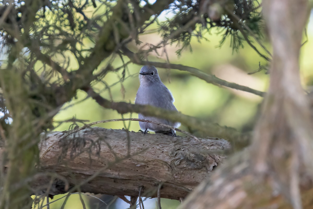 Townsend's Solitaire - ML609591656