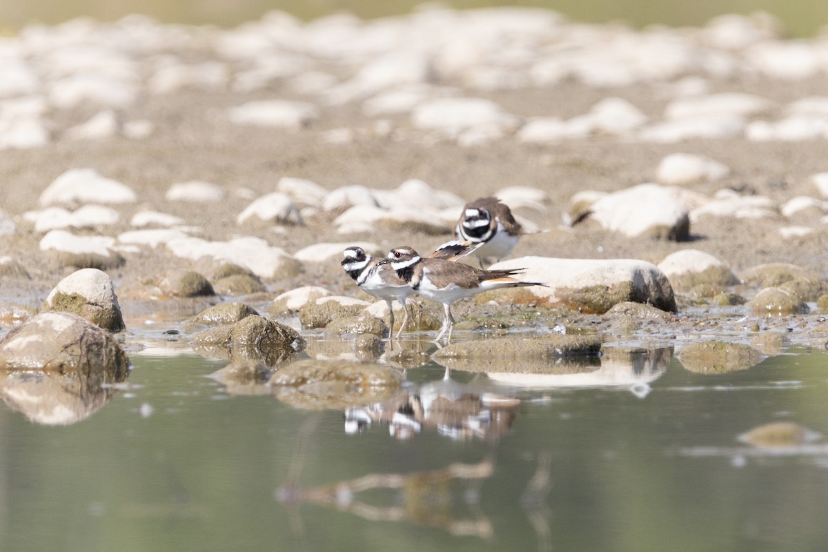 Killdeer - ML609591735