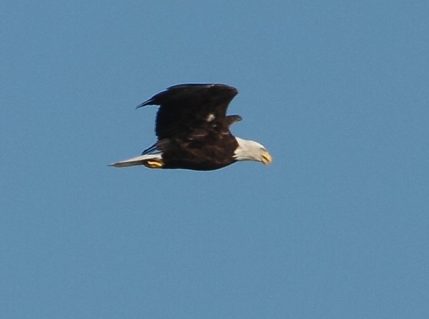 Bald Eagle - ML609591780