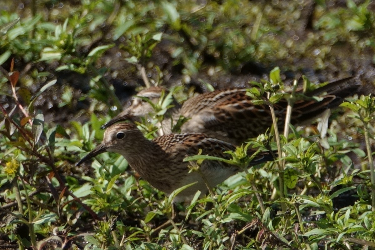 Pectoral Sandpiper - ML609591808