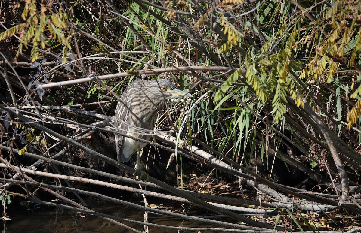 Black-crowned Night Heron - Gina Correa