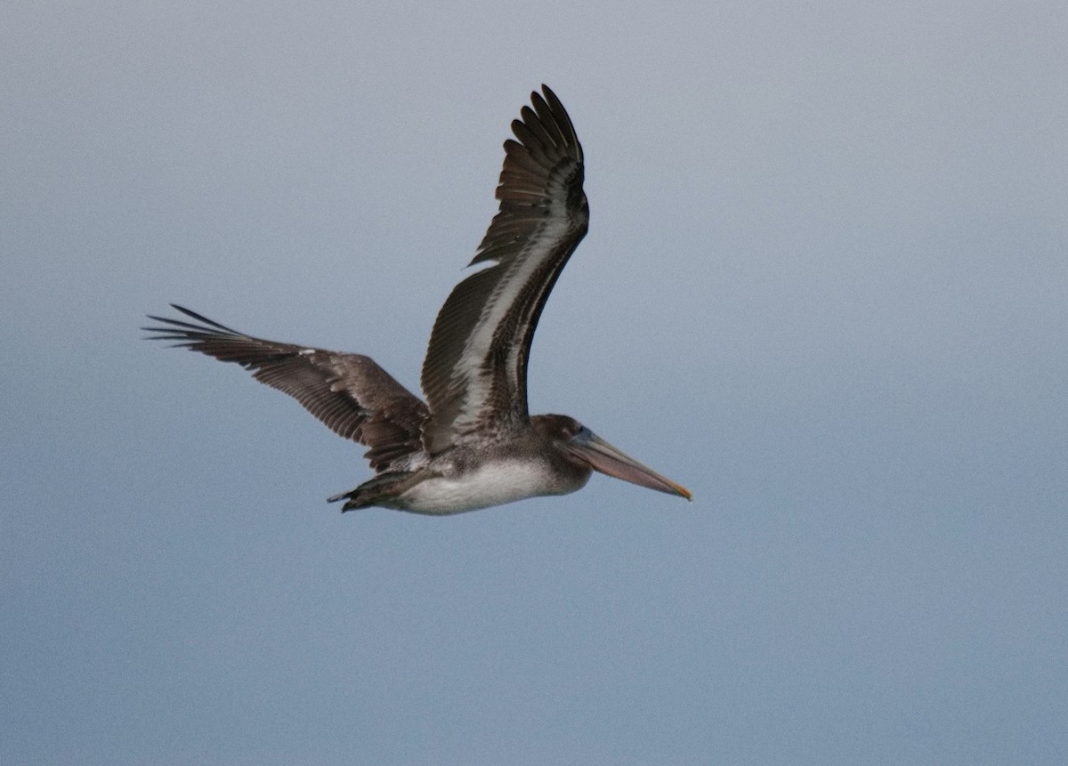 Brown Pelican - ML609591917