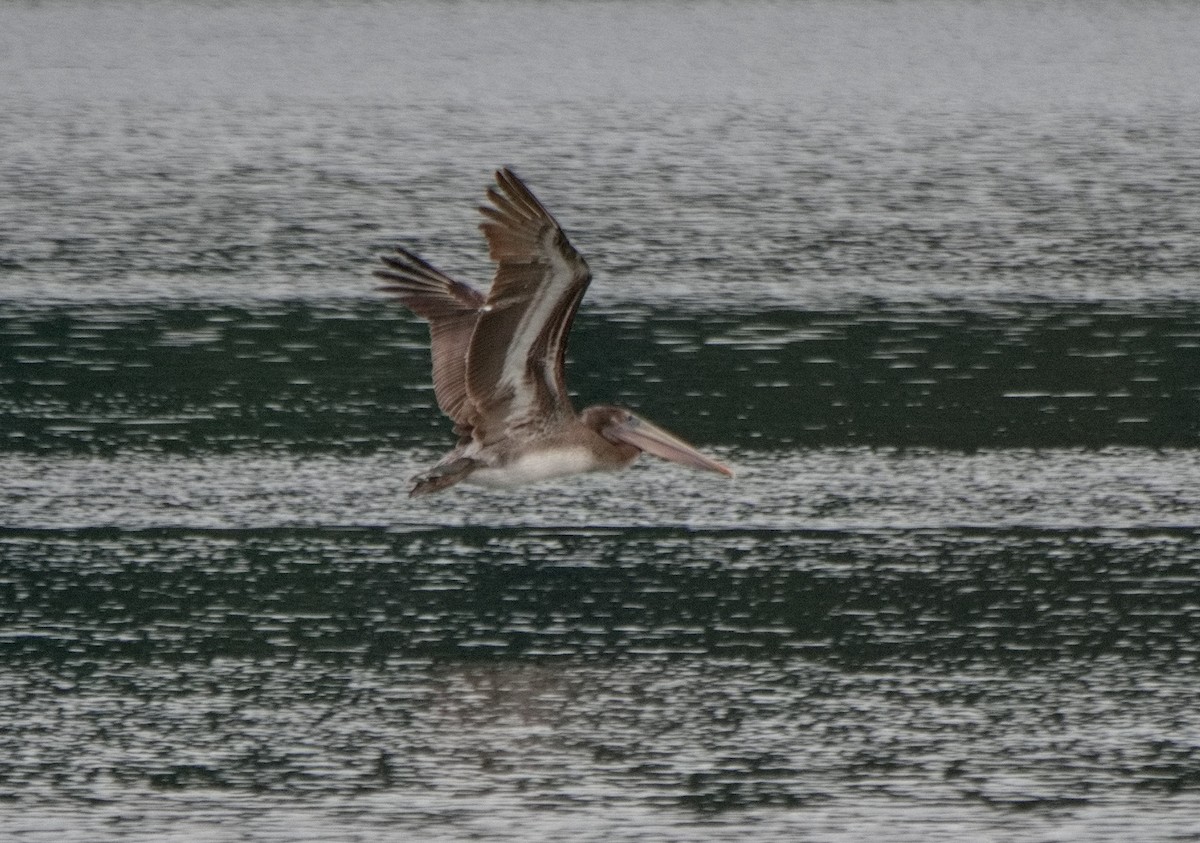 Brown Pelican - ML609591918