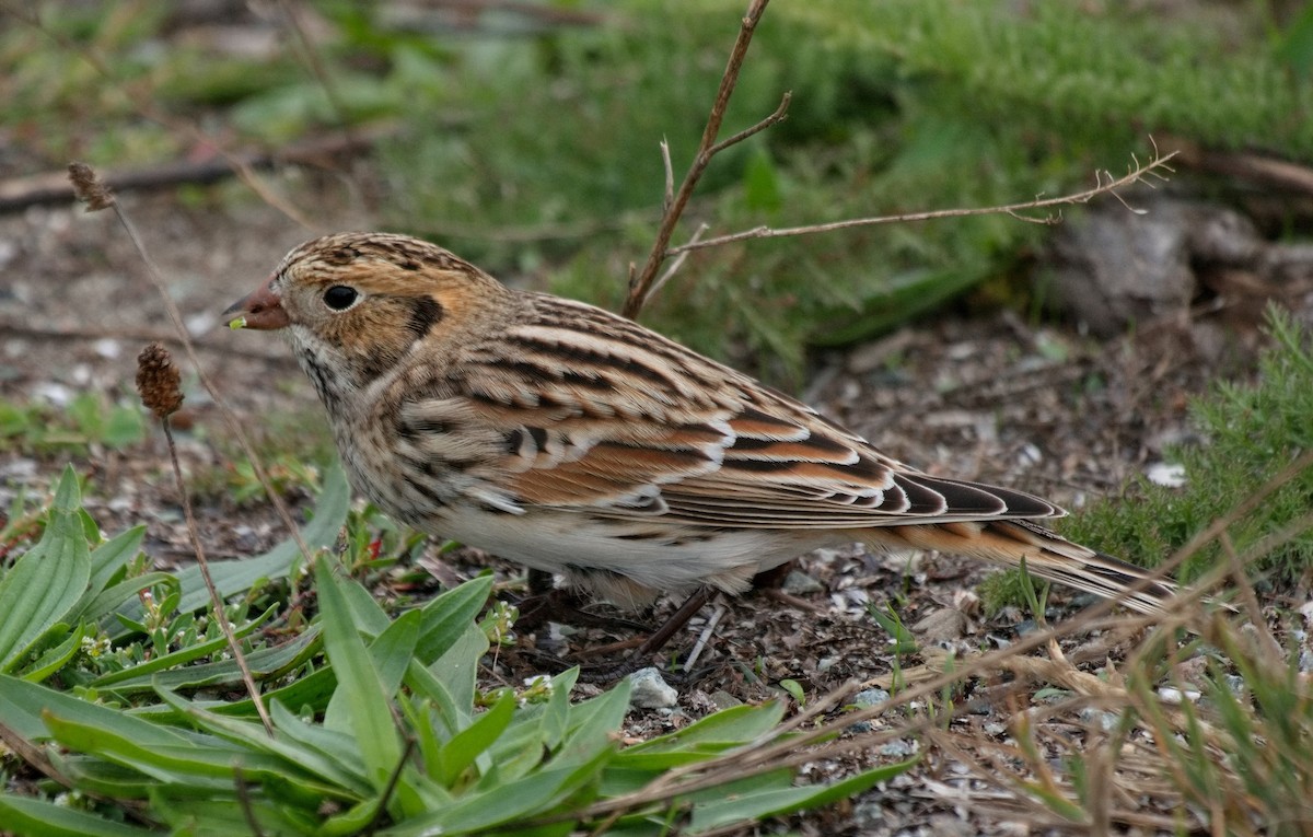 Lapland Longspur - ML609591925