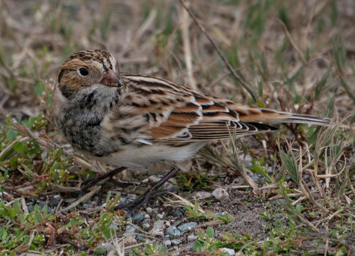 Lapland Longspur - ML609591926