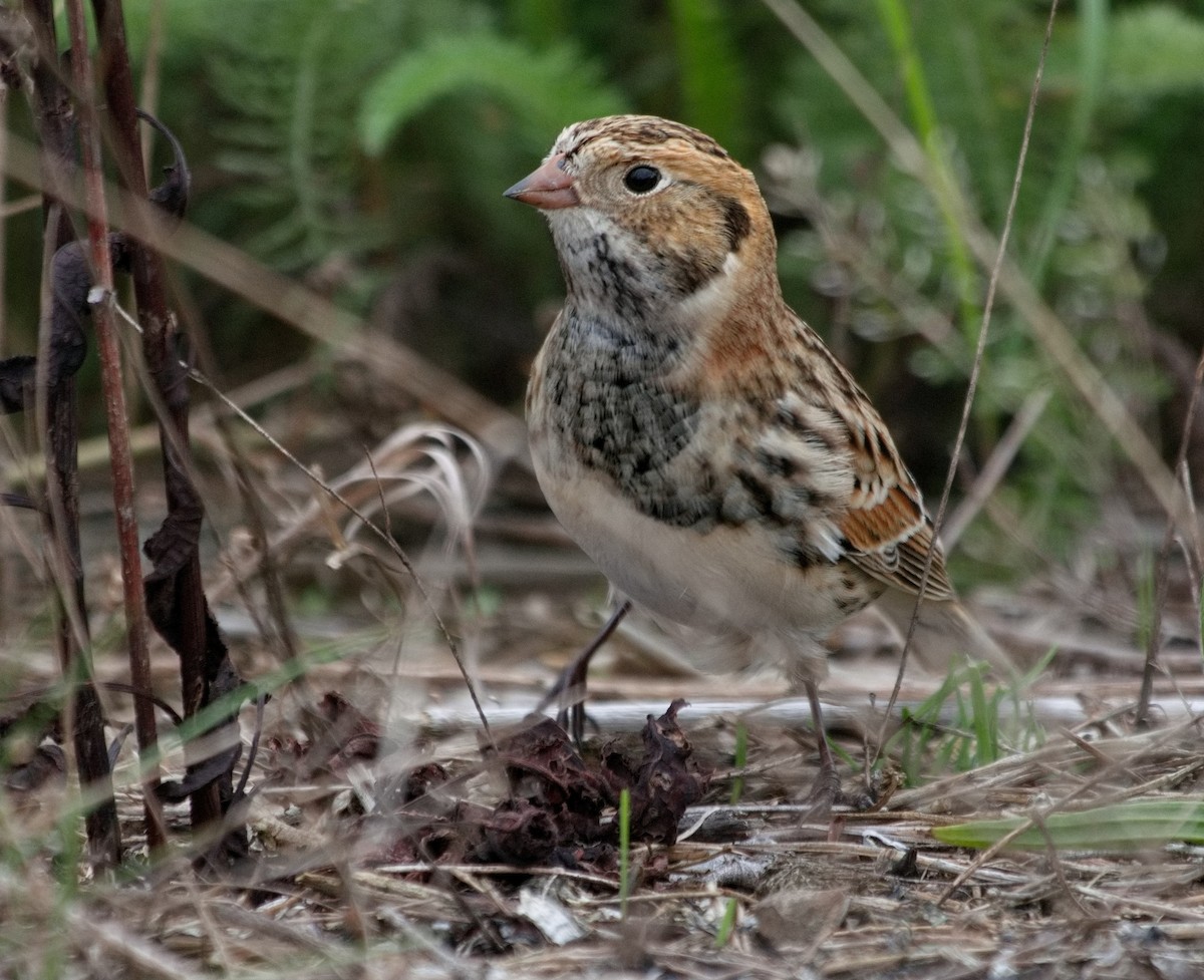 Lapland Longspur - ML609591927