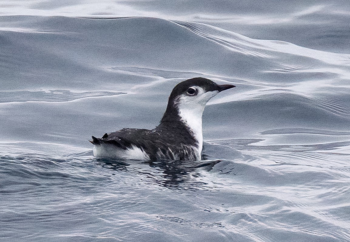 Guadalupe Murrelet - ML609591962