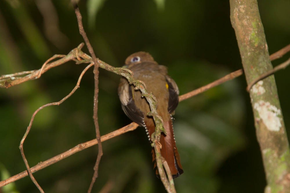 Trogon de Cabanis - ML609592002