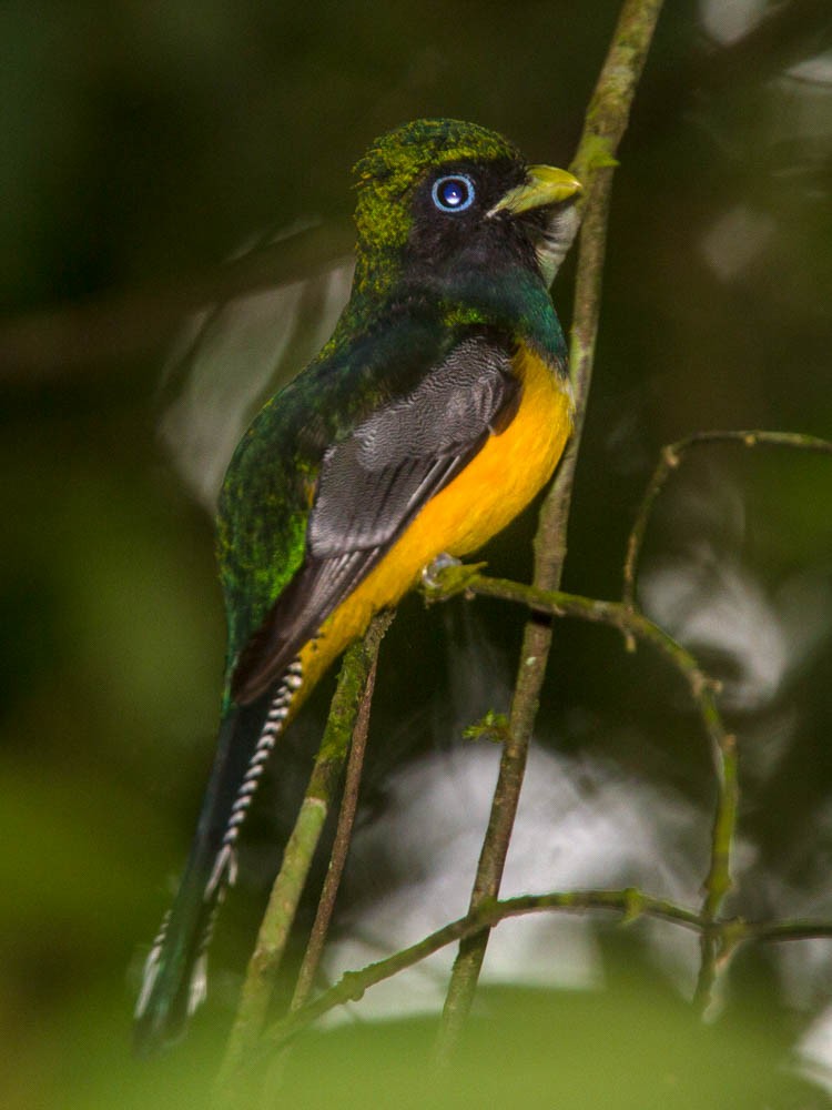 Northern Black-throated Trogon - ML609592003