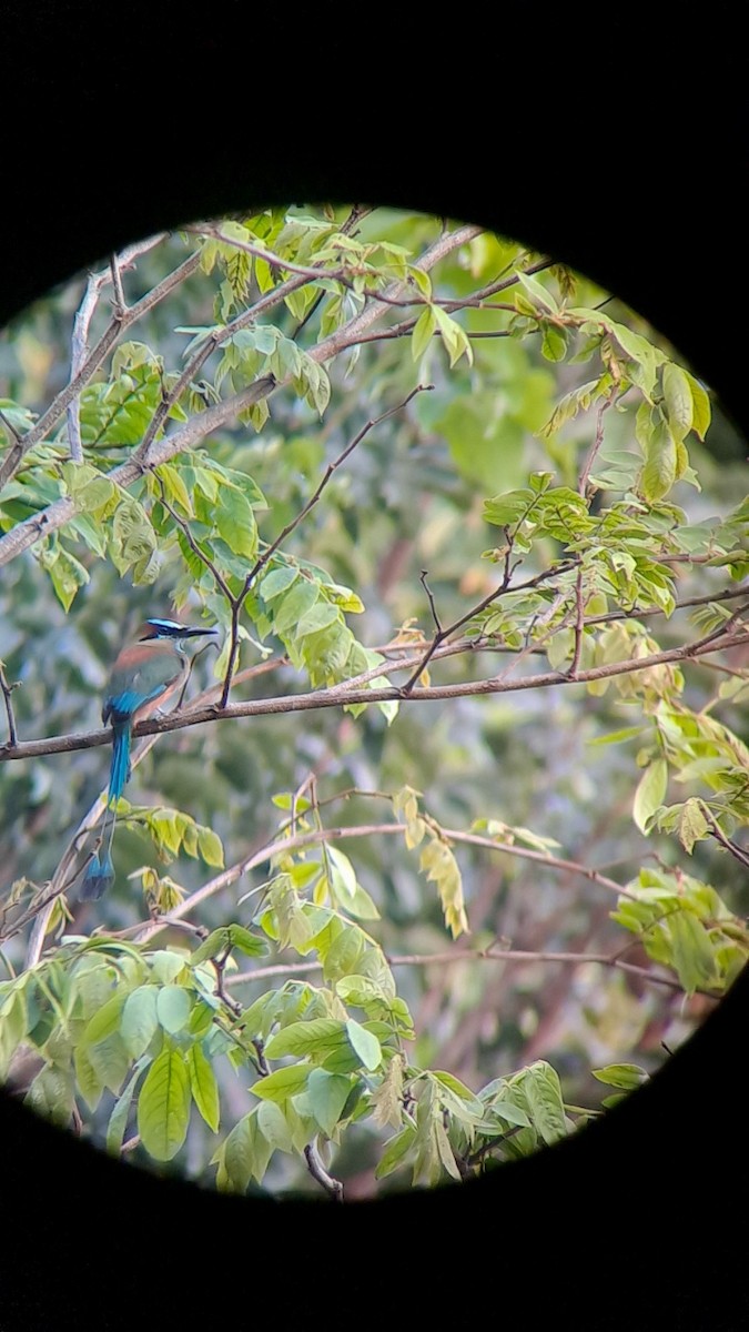 Turquoise-browed Motmot - ML609592020