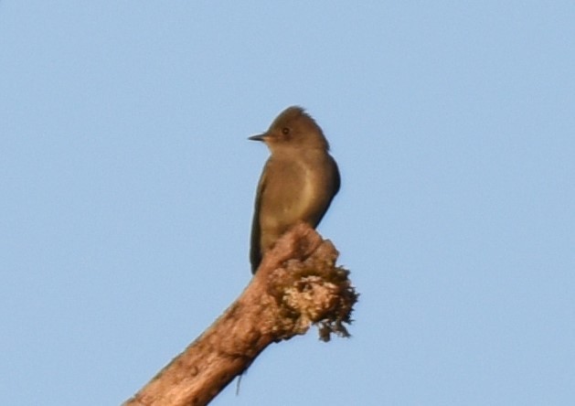 Western Wood-Pewee - ML609592055