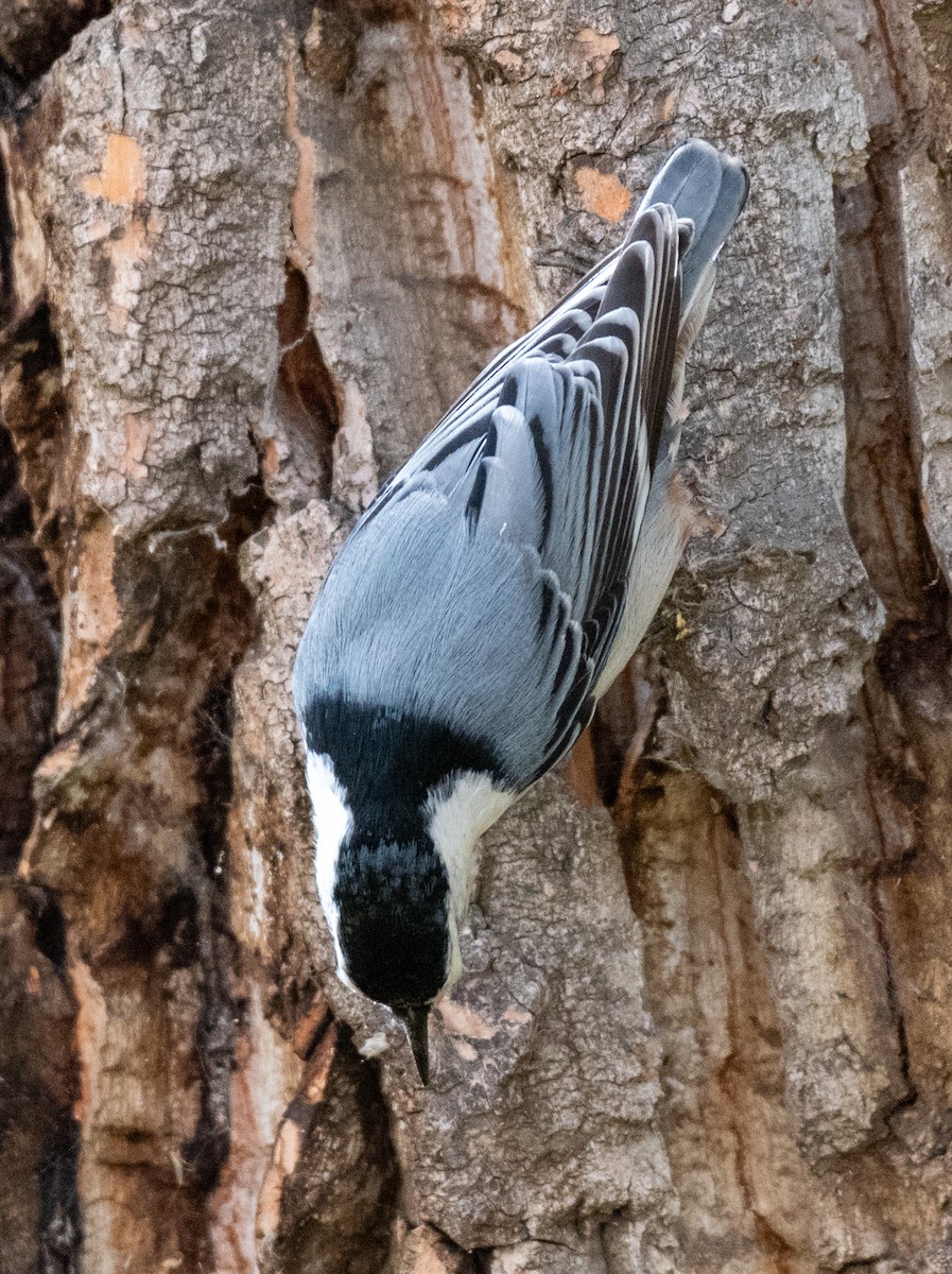 White-breasted Nuthatch - ML609592280