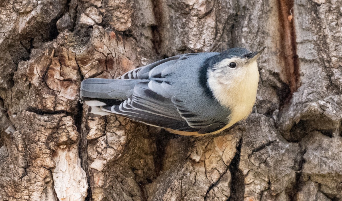 White-breasted Nuthatch - ML609592285
