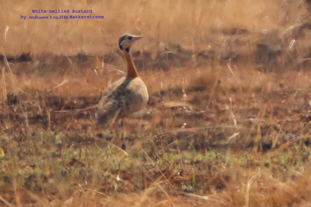 Senegaltrappe - ML609592636