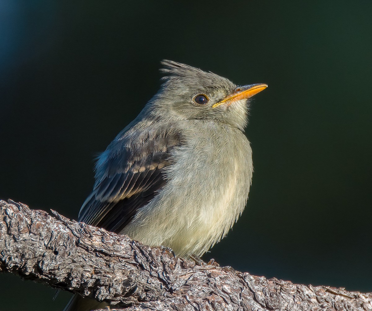 Greater Pewee - Linus Blomqvist