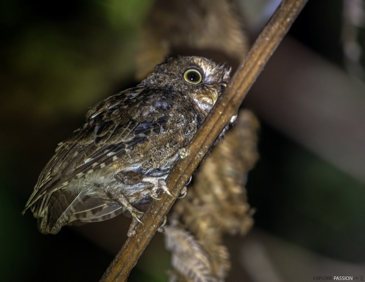 Mountain Scops-Owl - ML609592745