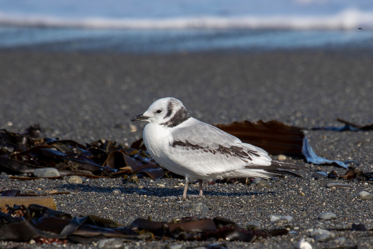 Gaviota Tridáctila - ML609592767