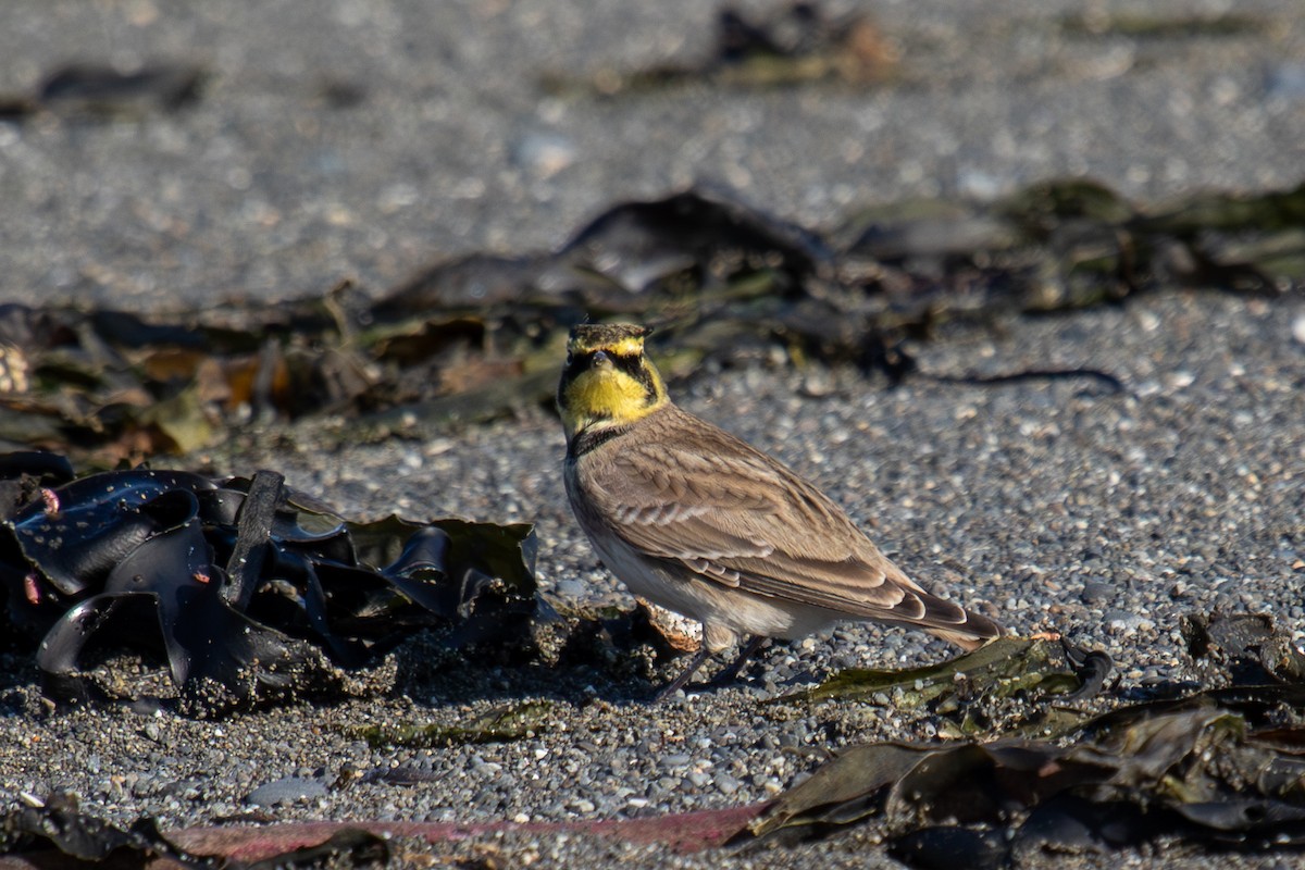 Horned Lark - Robin Corcoran