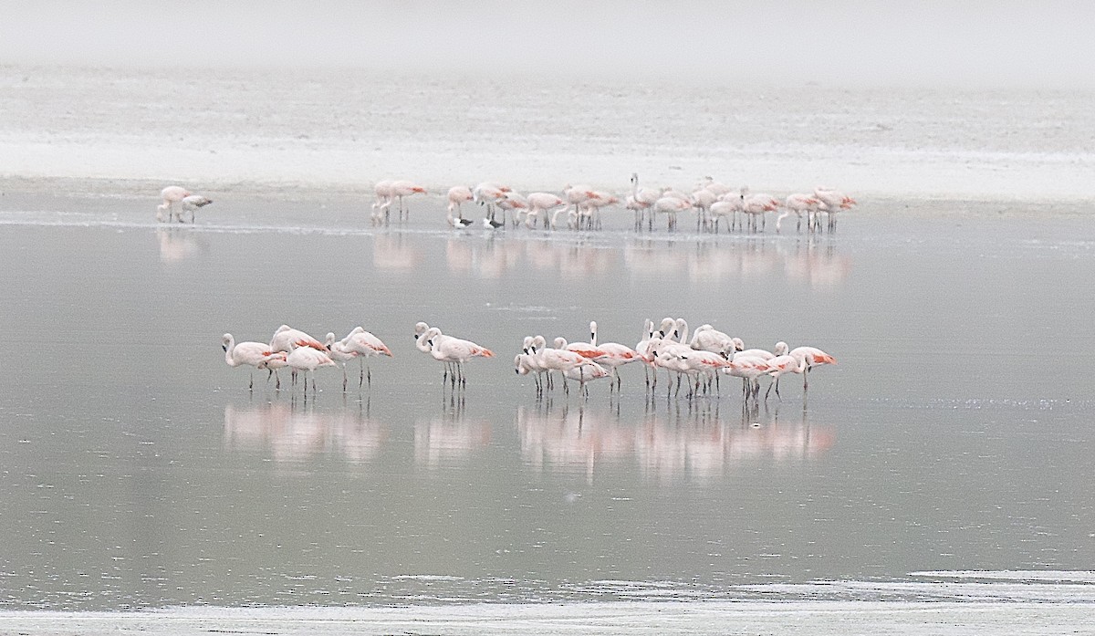 Şili Flamingosu - ML609592830