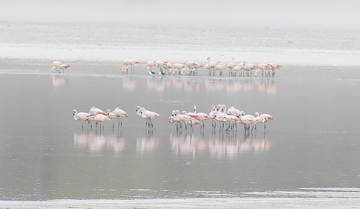 Chilean Flamingo - ML609592830