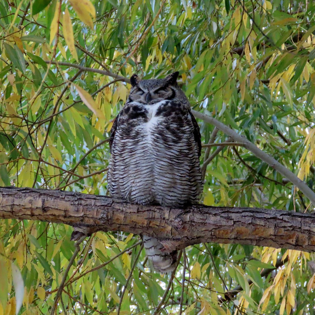 Great Horned Owl - ML609592946