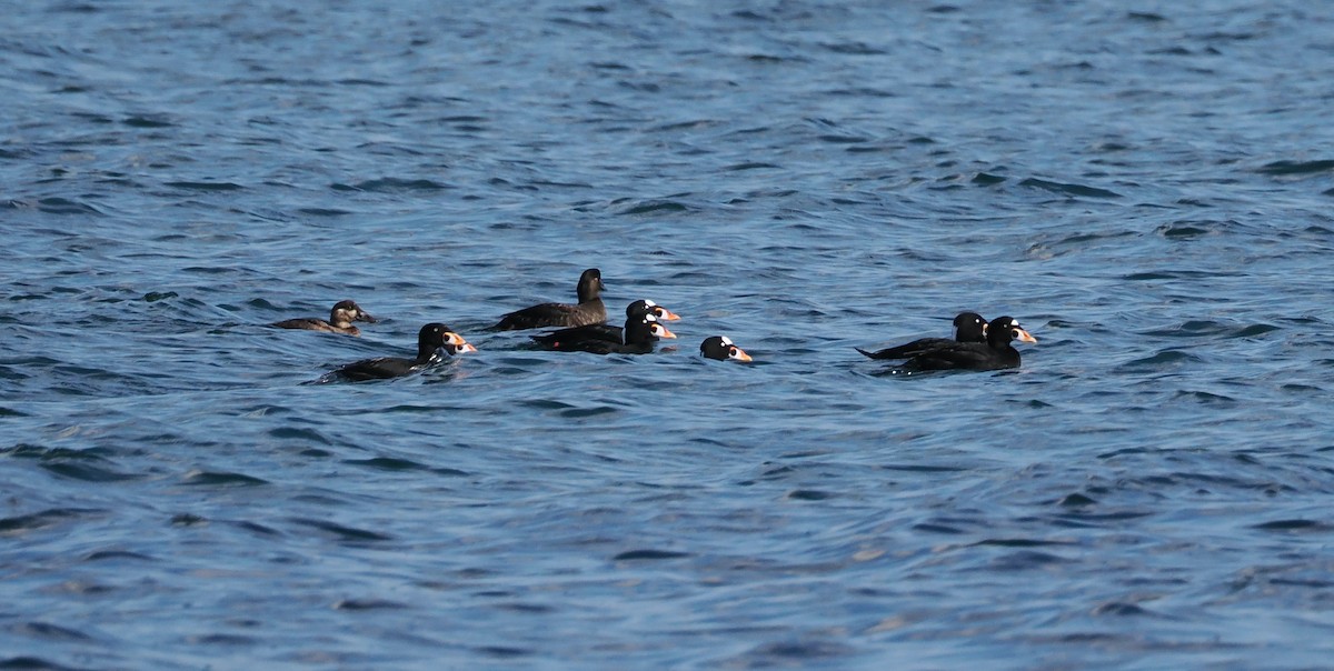 Surf Scoter - Veronica Goidanich