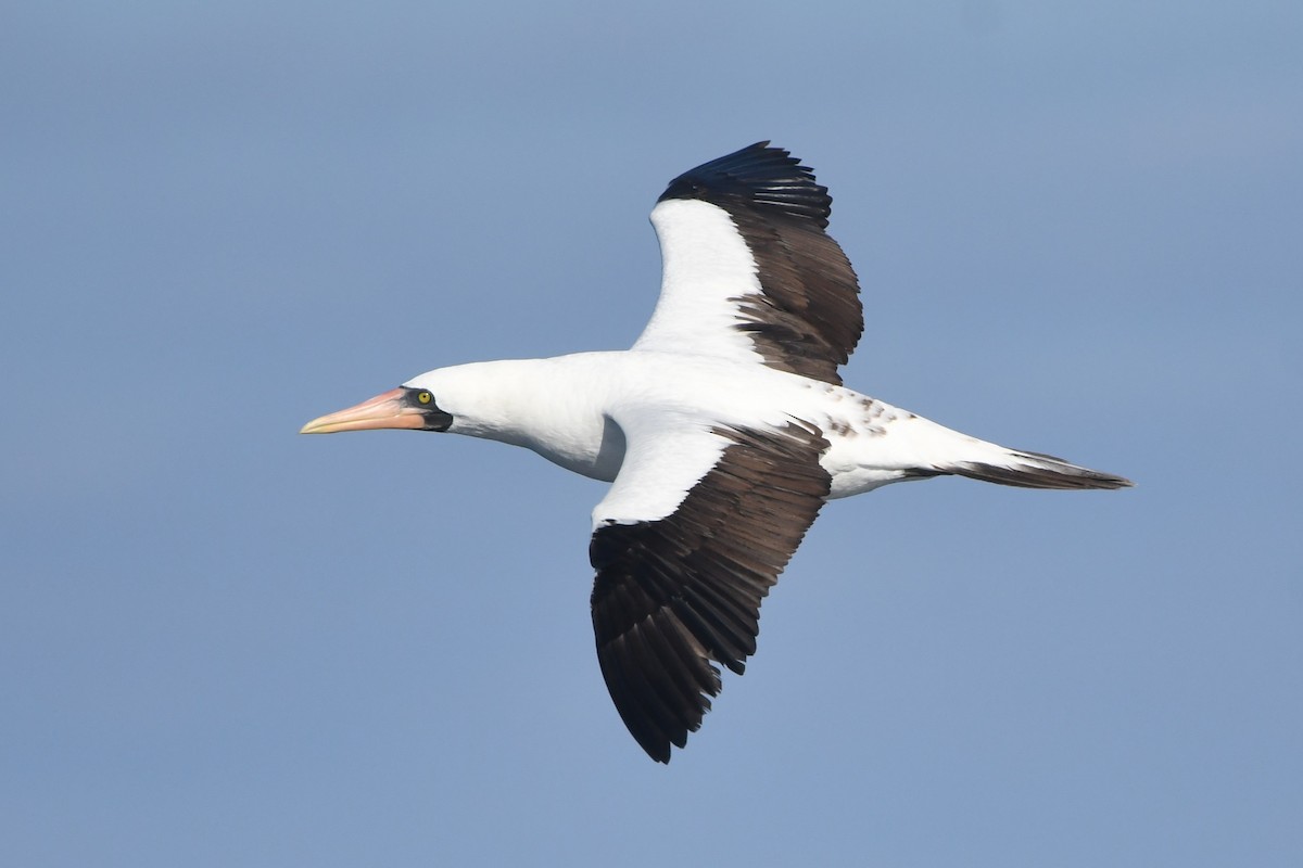 Nazca Booby - ML609592996