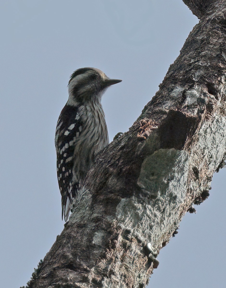 Gray-capped Pygmy Woodpecker - ML609593031