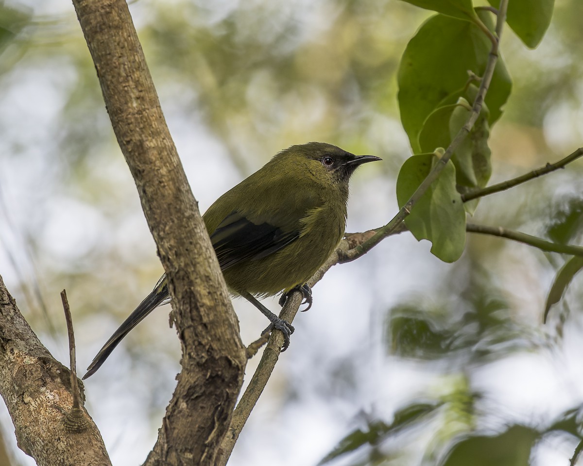 New Zealand Bellbird - ML609593039