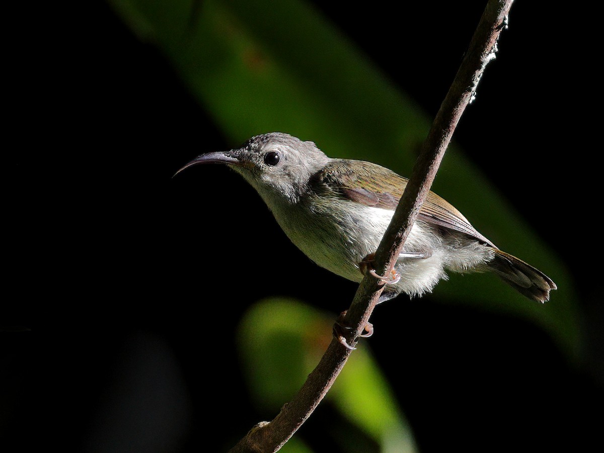 Black-throated Sunbird - ML609593093