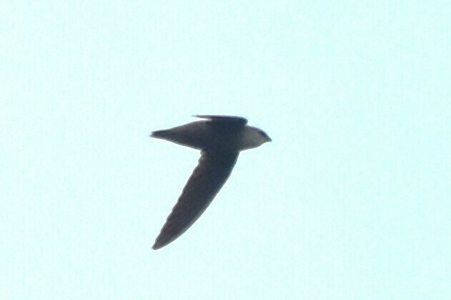 Chimney Swift - Davis Provan