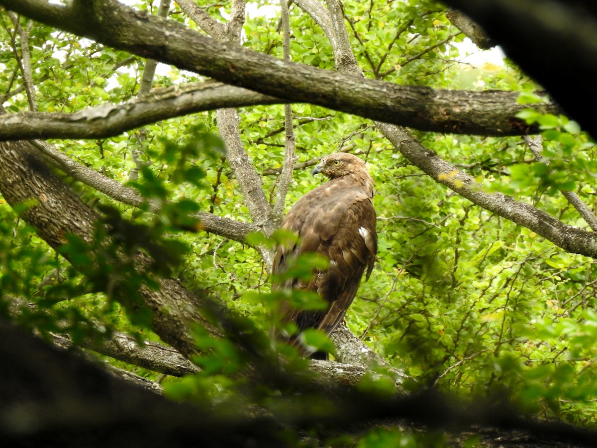 Schopfwespenbussard - ML609593283