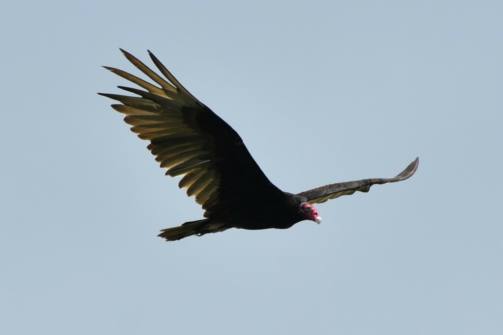 Turkey Vulture - ML609593335