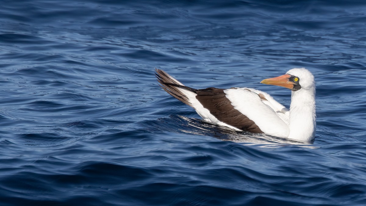 Nazca Booby - ML609593424