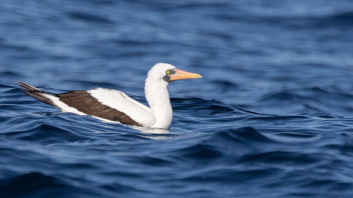 Nazca Booby - ML609593428