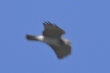 Broad-winged Hawk - Alex Castelein