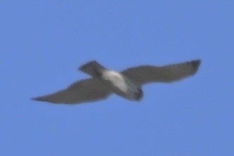 Broad-winged Hawk - Alex Castelein