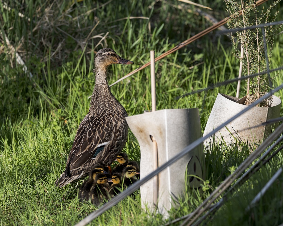 Mallard - Dana Cameron