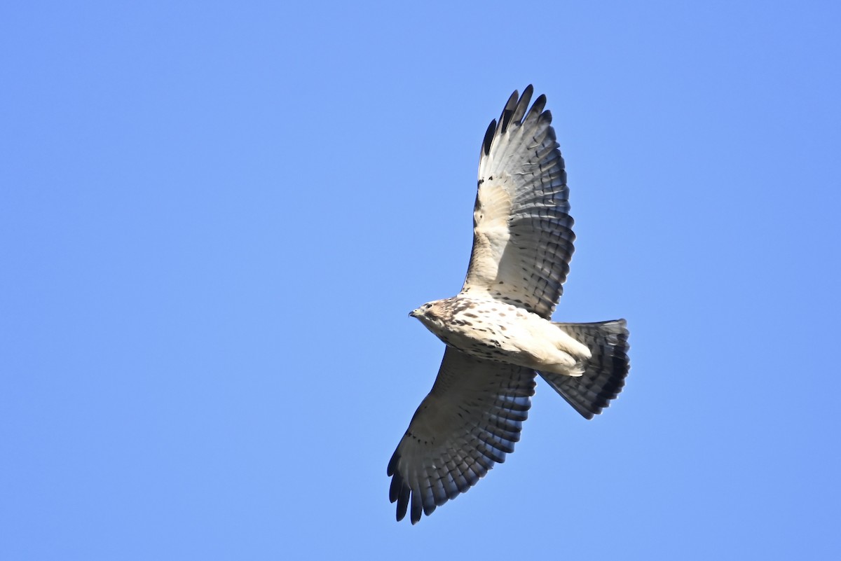 Broad-winged Hawk - Alex Castelein